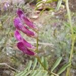 Vicia monantha Flors