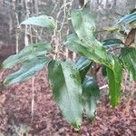 Smilax rotundifolia Leaf