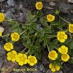 Potentilla brauneana Vekstform