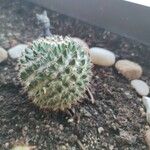 Mammillaria winterae Leaf