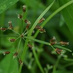 Fimbristylis dichotoma Floare