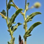 Pulicaria arabica Likasa