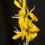 Genista micrantha Kvet