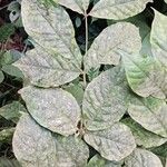 Rothmannia octomera Leaf