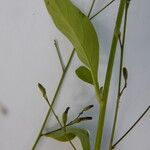 Schwenckia americana Leaf