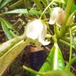 Forgesia racemosa Fleur