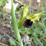 Iris tuberosa Fiore