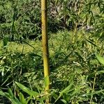 Phyllostachys violascens 樹皮