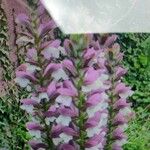 Acanthus spinosusΛουλούδι