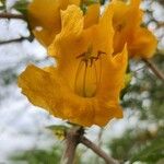 Tecomella undulata Квітка