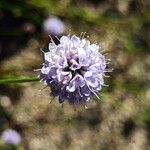 Succisella inflexa Flower