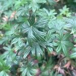 Geranium sanguineum Лист