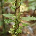 Trichomanes erosum Folha
