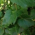 Vitis riparia Folha