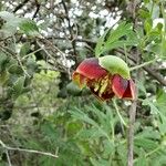 Paeonia californica Flor