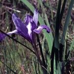Iris macrosiphon Floare