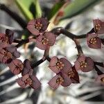 Euphorbia leandriana