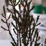 Kunzea parvifolia Blad