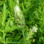 Lavandula dentata Květ