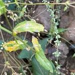 Thlaspi arvense Leaf