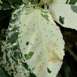 Ficus aspera List