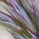 Sesleria caerulea Blad