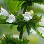 Melissa officinalisFlors