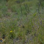 Setaria viridisFlower