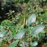 Rhododendron thomsonii Hoja