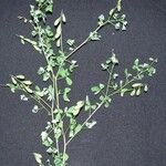 Crotalaria pumila Other