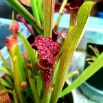 Sarracenia leucophylla Hoja