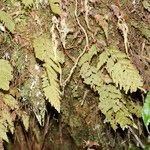 Hymenophyllum hygrometricum Habitat