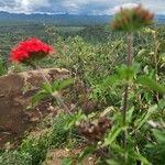 Rhodopentas parvifolia Flor