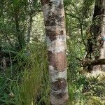 Dacrydium cupressinum Bark
