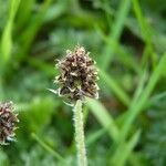 Plantago atrata Vrucht