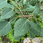 Populus grandidentata Folha