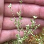 Arenaria serpyllifolia Hábito