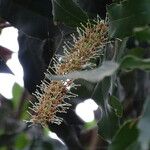 Macadamia integrifolia Цвят