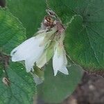 Campanula alliariifolia Kukka