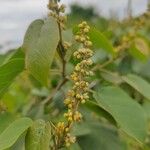 Croton macrostachyus Flower