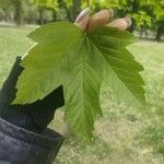 Acer opalus 叶