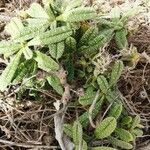 Echium arenarium Folha