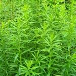 Solidago altissima Blatt