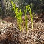 Peucedanum officinale Yaprak