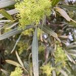 Searsia lancea 葉