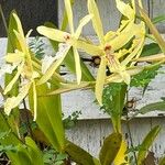 Miltonia flavescens Flower