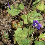 Phacelia parryi Агульны выгляд