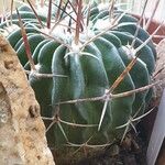 Stenocactus multicostatus Hoja