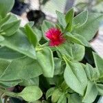 Aptenia cordifolia Квітка