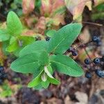 Hypericum hircinum Fuelha